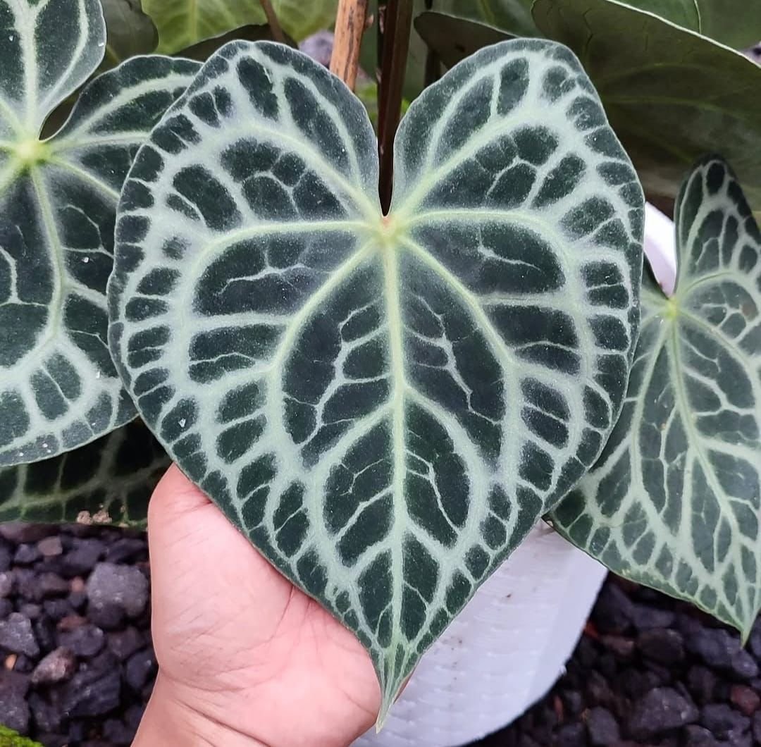 Clarinervium queen 2